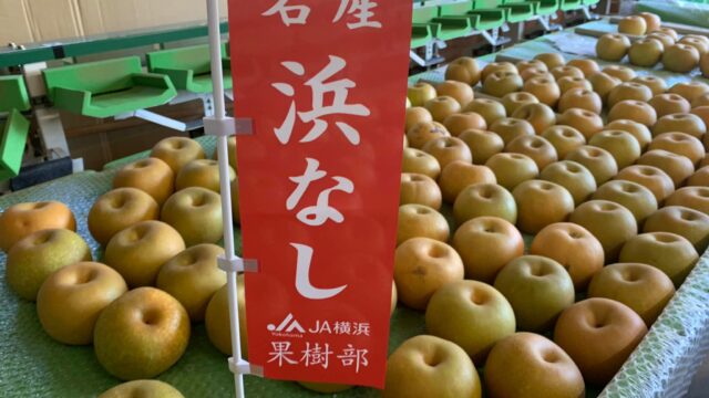 御礼：「浜なし・浜ぶどう」をお買い上げいただいた方へ。